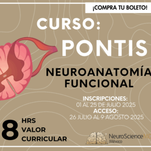 Pontis: Neuroanatomia funcionalal "Explorando el cerebro"